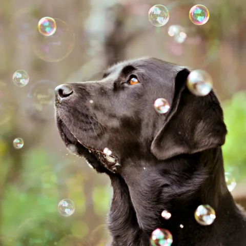 dog mental stimulation with bubbles