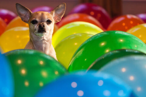 Dog color vision explained - dogs see colors differently than we humans do. 