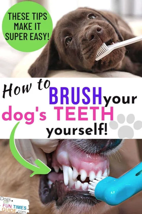 How to brush your dog's teeth yourself... the EASY way!