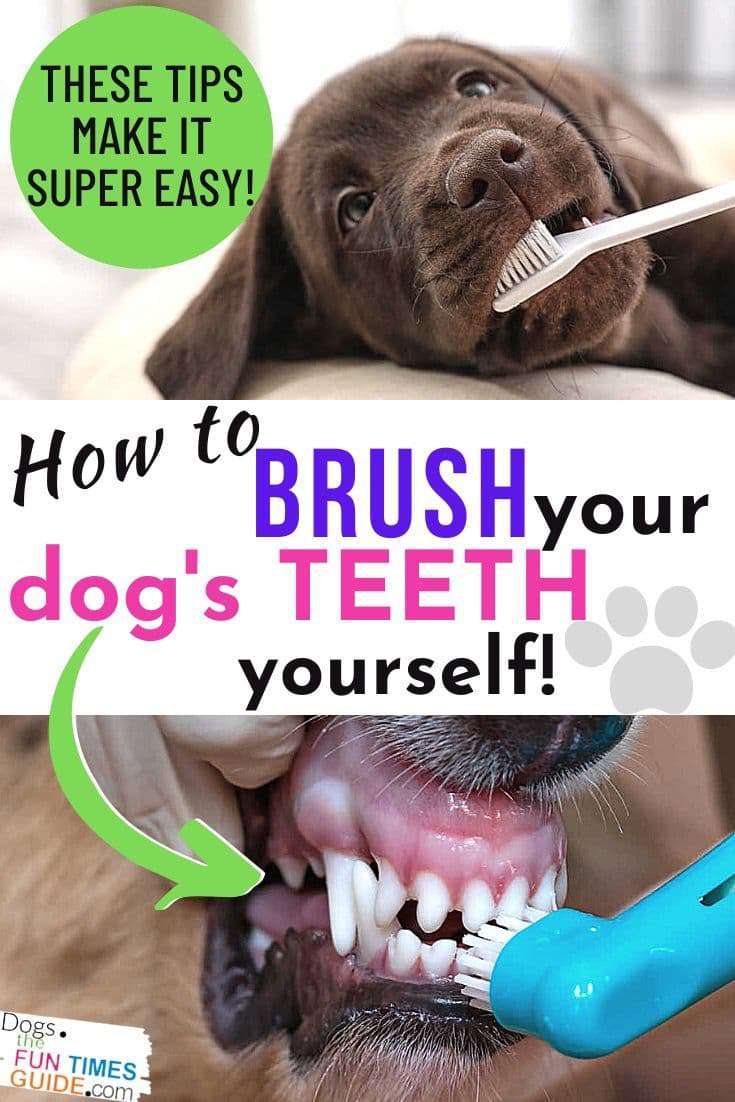 how-to-brush-dog-teeth How to brush your dog's teeth yourself... the EASY way!