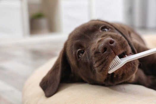 You should get your dog used to having his teeth brush while still a puppy! See why this is important...
