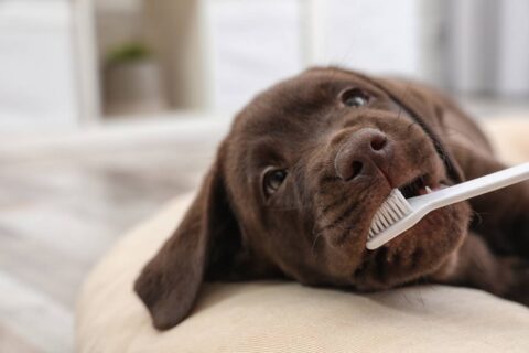 Dog Teeth Brushing Tips: See Exactly How To Brush Your Dog’s Teeth Yourself (It’s Cheaper Than A Dog Dental Cleaning, After You’ve Waited Too Long!)