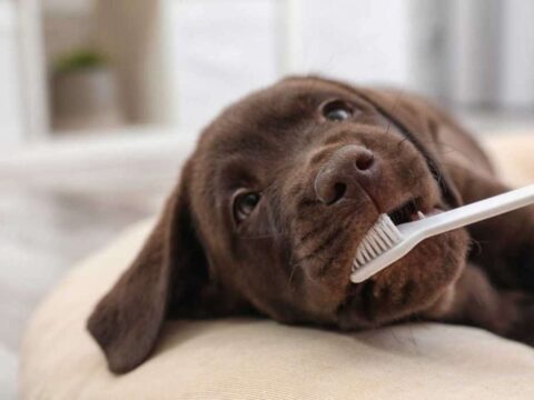 Dog Teeth Brushing Tips: See Exactly How To Brush Your Dog’s Teeth Yourself (It’s Cheaper Than A Dog Dental Cleaning, After You’ve Waited Too Long!)