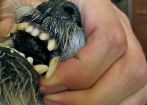 With these tips you will find that it’s actually very easy to brush your dog’s teeth!