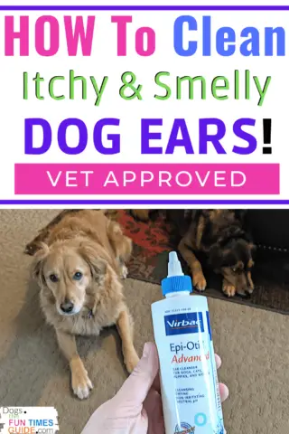 See the 2 products you can buy online that our vet recommends for cleaning itchy, smelly dog ears.