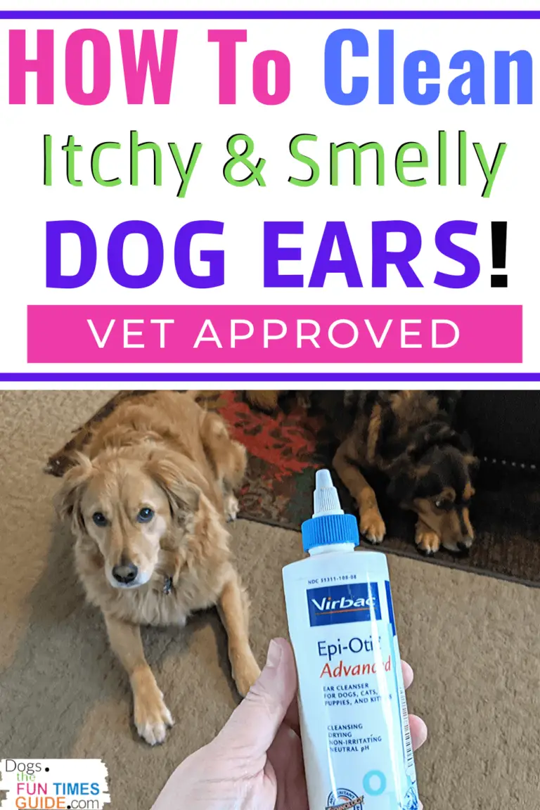 the-dog-ear-infection-remedy-our-vet-recommends-for-smelly-dog-ears