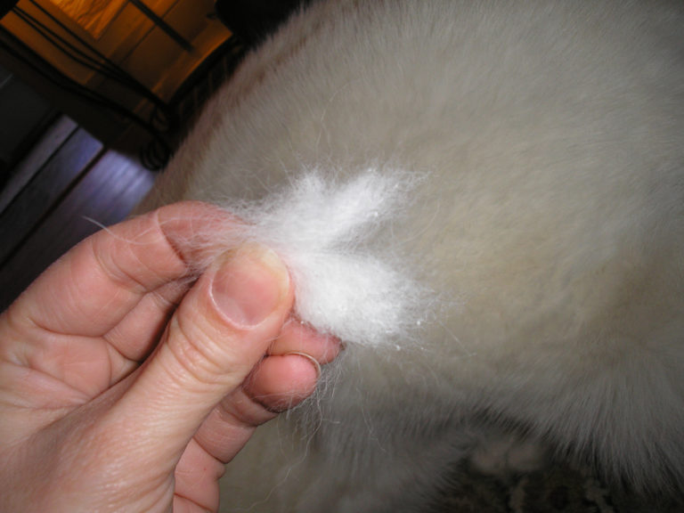 Tips For Dealing With Shedding Dogs First Time Dog Owners Guide