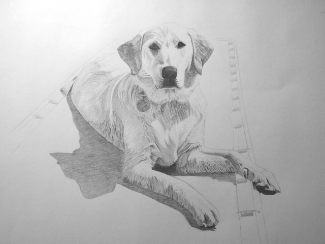 realistic puppy face drawing