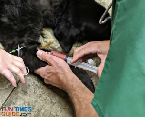 Here, the veterinarian is administering the shot that stops the dog's heart. Your dog is not aware of any of this.