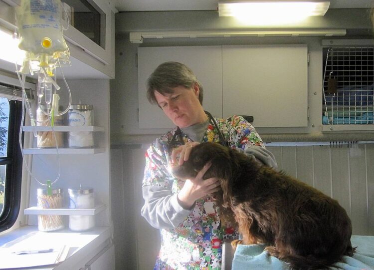 Find A Mobile Vet + A List Of Services That House Call Vets Offer