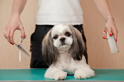 It may save some money to do Shih Tzu grooming yourself, but it takes a lot of time and patience... and skill.