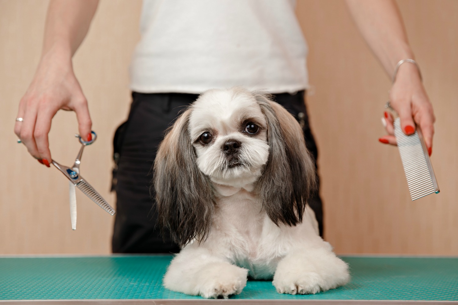 how do you groom a shih tzu face