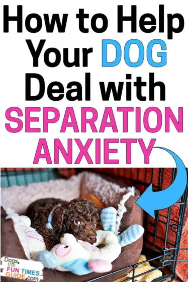 How to help your dog deal with separation anxiety when home alone. 