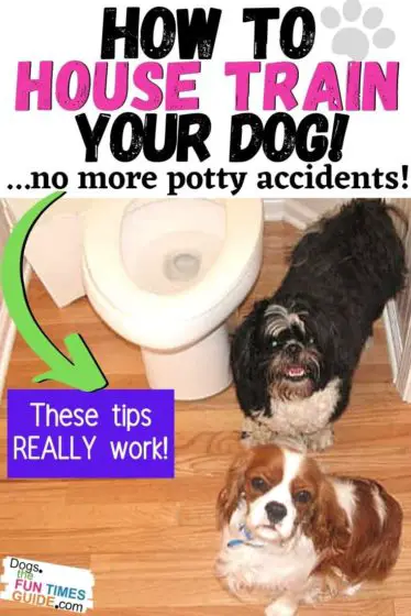 How to house train your dog - tips that REALLY work!