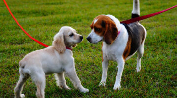 As long as you take it slow when introducing two dogs, even two female dogs can get along!