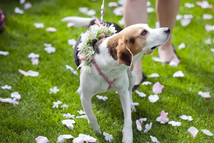 Here are the ways that you can marry your dog! 