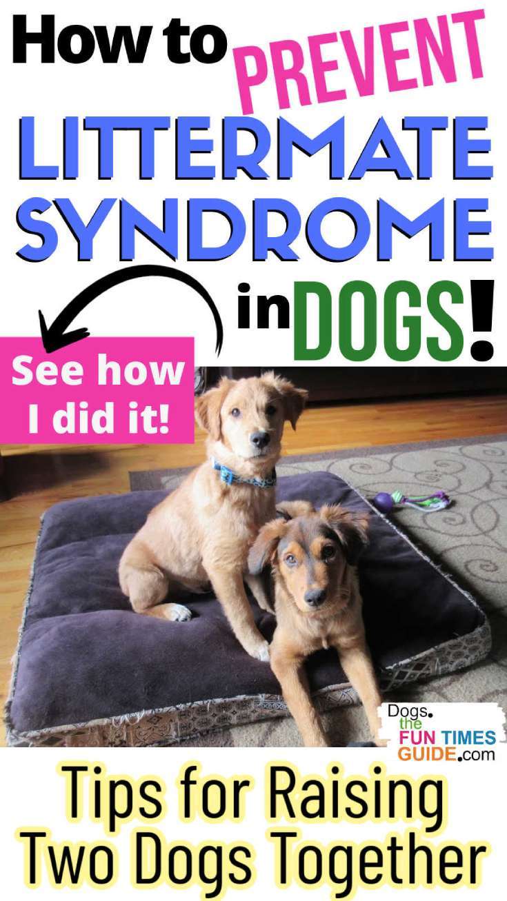 how-to-prevent-littermate-syndrome-1 How to prevent Littermate Syndrome in puppies. Tips for raising two dogs together... from someone who's done it!