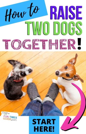 How to raise two dogs together in the house