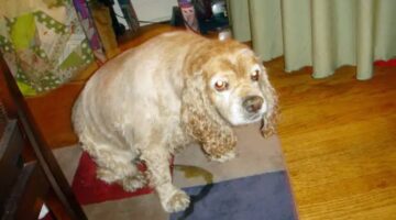 How To Find AND Remove Dog Urine Stains & Odors (BEST Dog Urine Stain And Odor Removers)