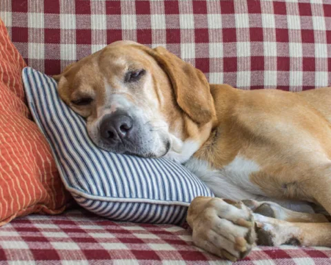 How to revive old dog pillows. 
