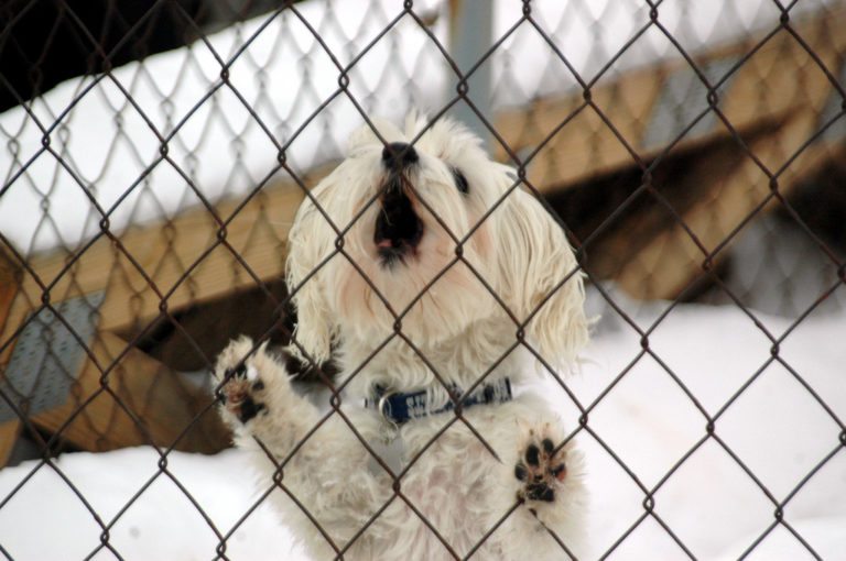 How To Stop Dog Barking At Home Yourself First Time Dog Owners Guide