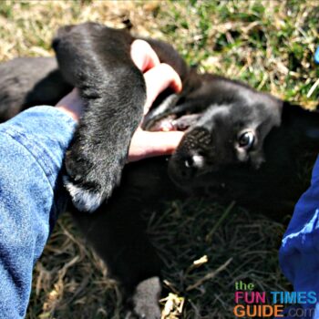 When do puppies stop biting? Find out here!