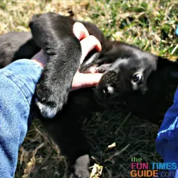 When do puppies stop biting? Find out here!