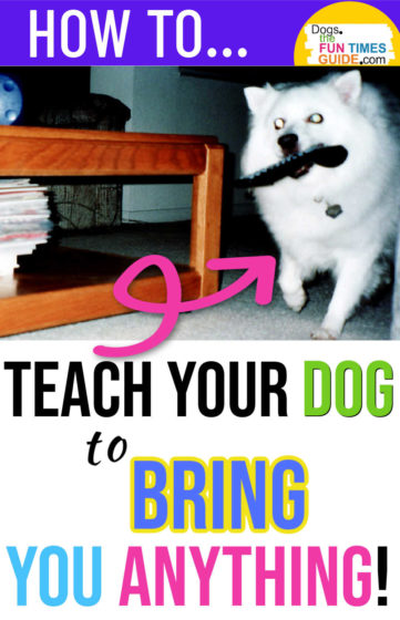 How to teach your dog to bring something