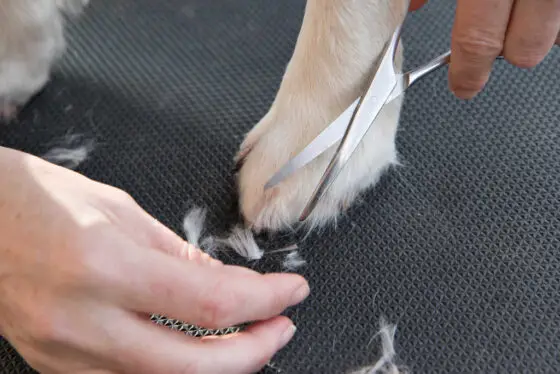 It's easy to trim the entire exterior of each dog paw, with your dog standing still. See how I do it, step by step.