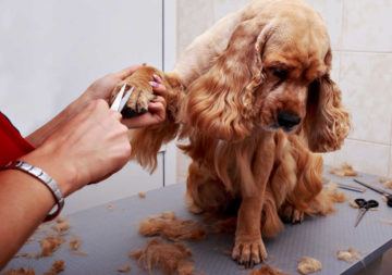 Trimming the fur on top of your dog's paw makes your dog look well groomed. Trimming the fur on top of your dog's paw makes your dog look well groomed.