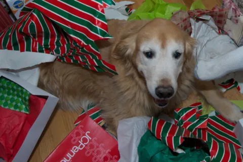 How to wrap presents with a dog in the room. 