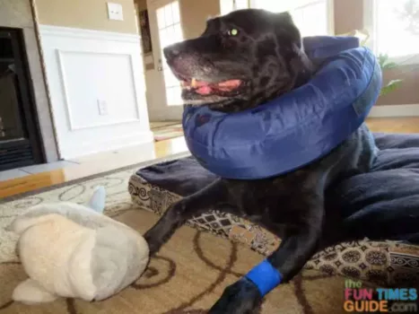 See how to wrap a dog hot spot yourself to make it heal faster.