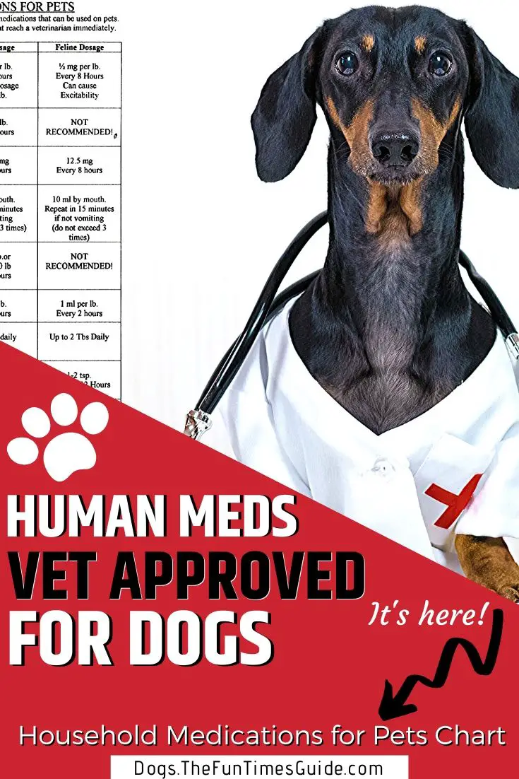 human meds you can give dogs