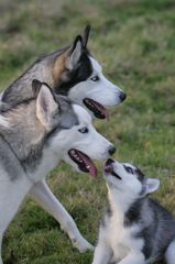 husky-dogs-at-reputable-breeders-by-pixel-spit.jpg