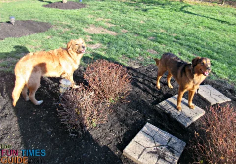 Do you know what the dog safe mulches are?