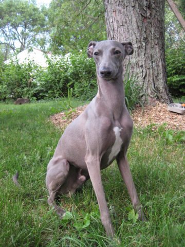 An Italian Greyhound dog