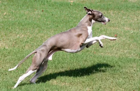 The Italian Greyhound is one of the top 19 Hypoallergenic dog breeds! 