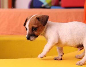 This is a Jack Russell Terrier and Chihuahua mix breed dog that is called a Jack-chi hybrid dog. 