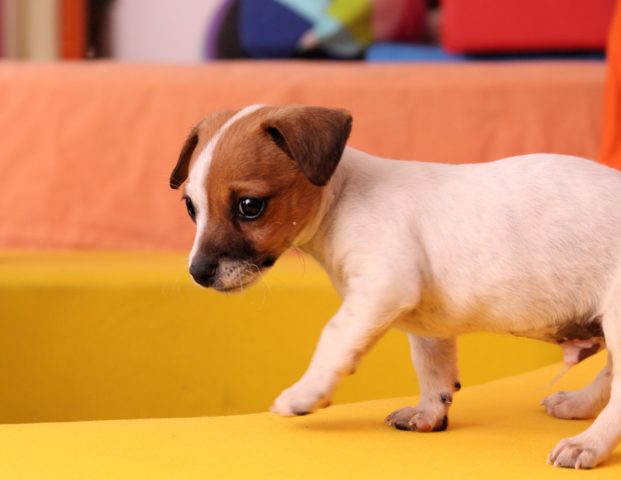 jack-russell-terrier-chihuahua-mix.jpg