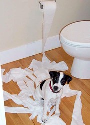 Jack Russell Terrier playing with the toilet paper.