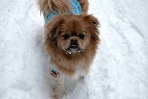This is a Japanese Chin and Pekingese mix breed dog that is called a Japeke hybrid.