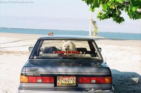 jersey-dog-riding-in-the-car-florida.jpg