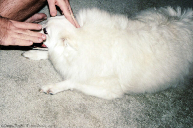 Jersey, our American Eskimo, has always been receptive to learning new tricks! Here, Jim is lightly coaxing Jersey to put his chin on the ground.
