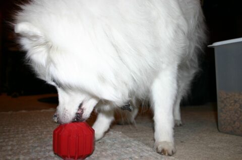Our dog, Jersey, with his favorite red Kong treat toy.
