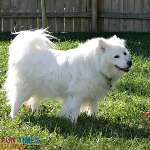 Jersey in his prime as a healthy and active senior dog.