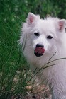 Jersey - a pure-breed, male American Eskimo.