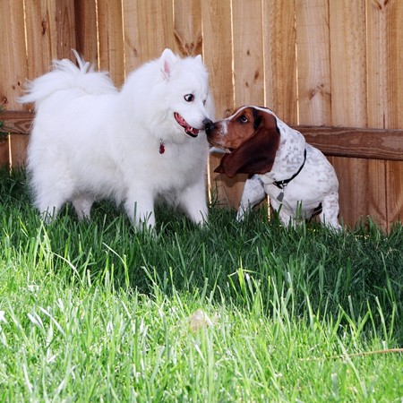 Jersey and Bella meeting for the first time.