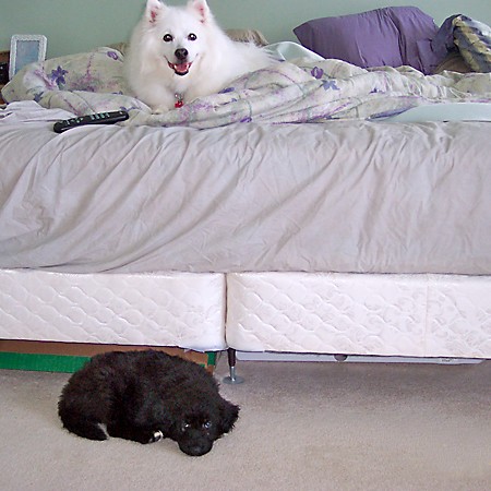 Jersey on the bed... Destin next to the bed.