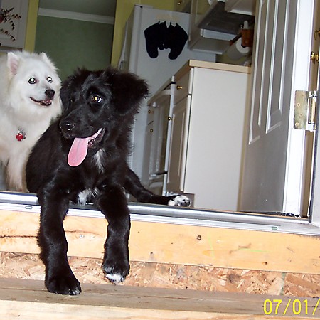 Jersey and Destin in the kitchen.