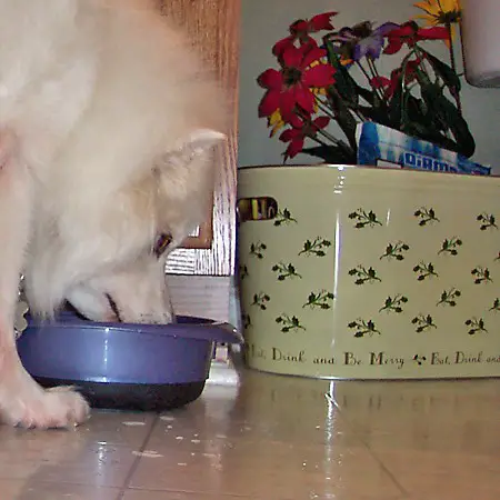Jersey eating out of his food bowl.